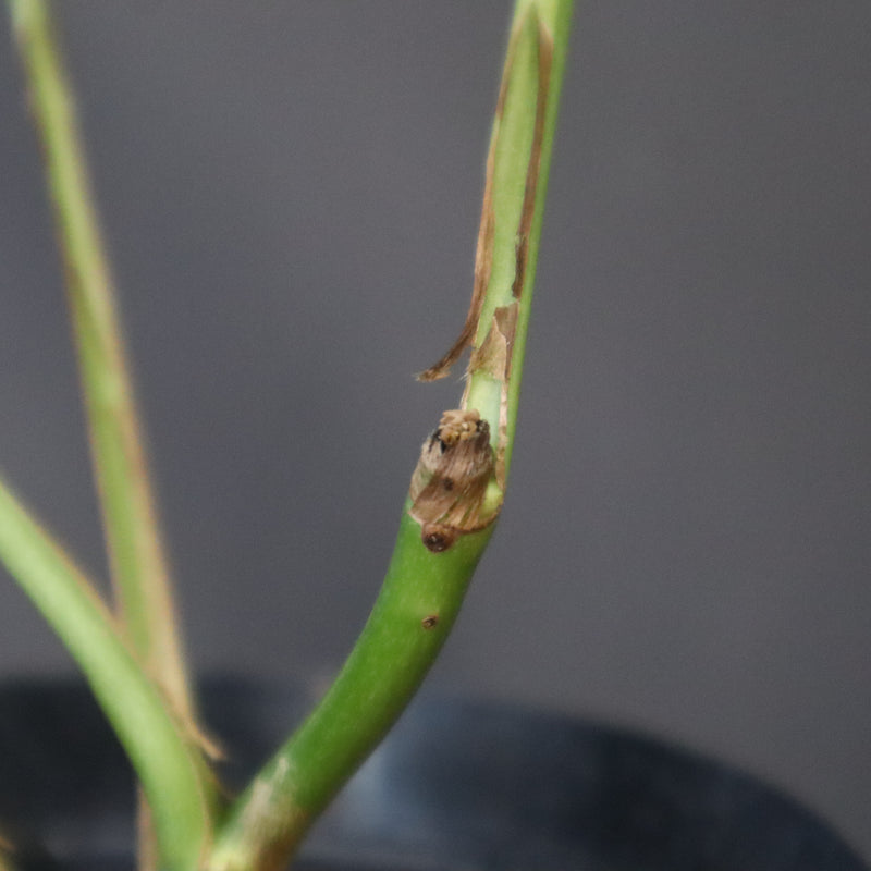 モンステラ　ラフィドフォラ　EC1184