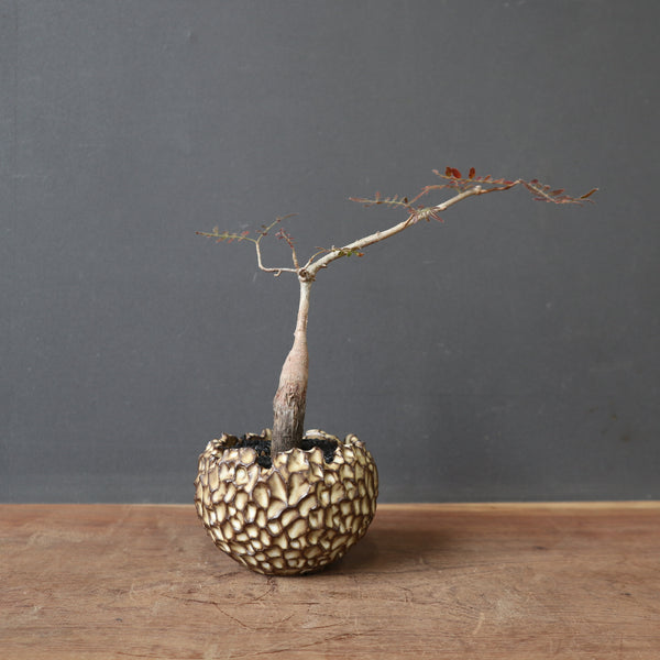 塊根植物 – 3ページ目 – TaiShoDo ONLINE SHOP