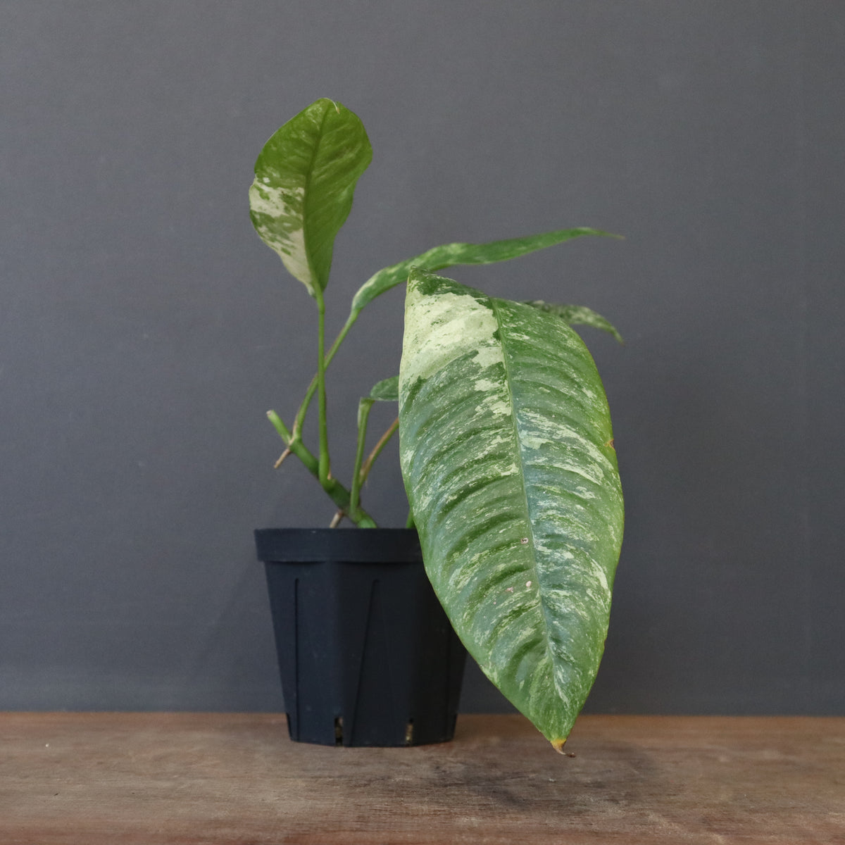 観葉植物 – 2ページ目 – TaiShoDo ONLINE SHOP