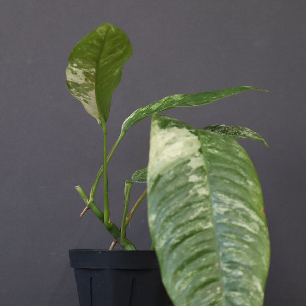 モンステラ　ラフィドフォラ　EC1183