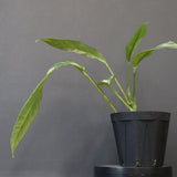 モンステラ　ラフィドフォラ　EC1183