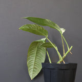 モンステラ　ラフィドフォラ　EC1183