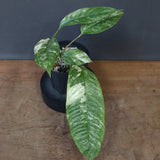 モンステラ　ラフィドフォラ　EC1183