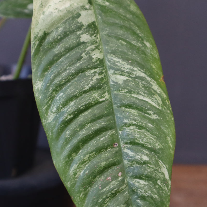 モンステラ　ラフィドフォラ　EC1183