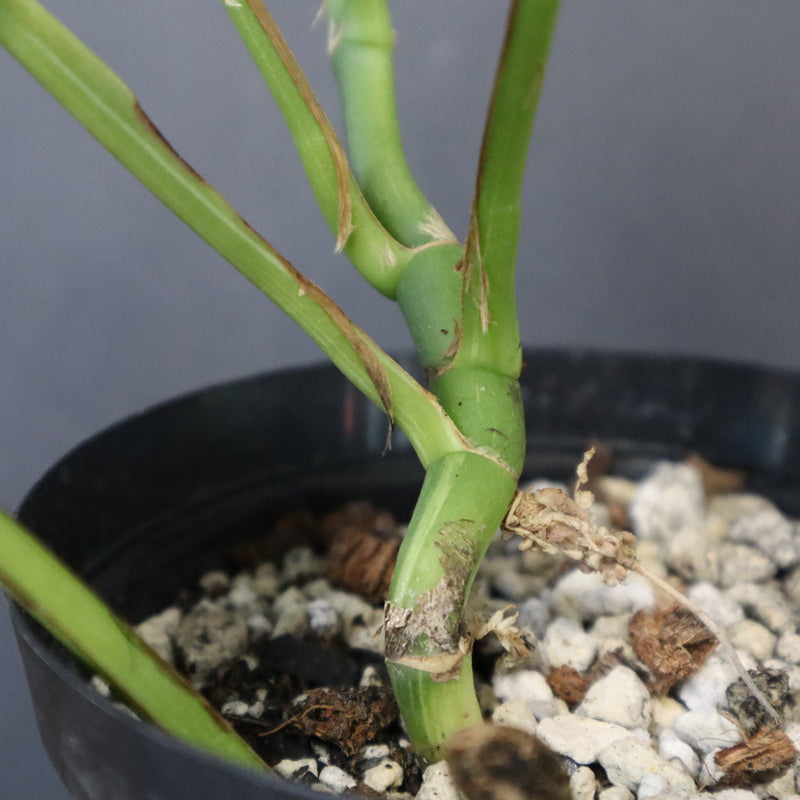 モンステラ　ラフィドフォラ　EC1183