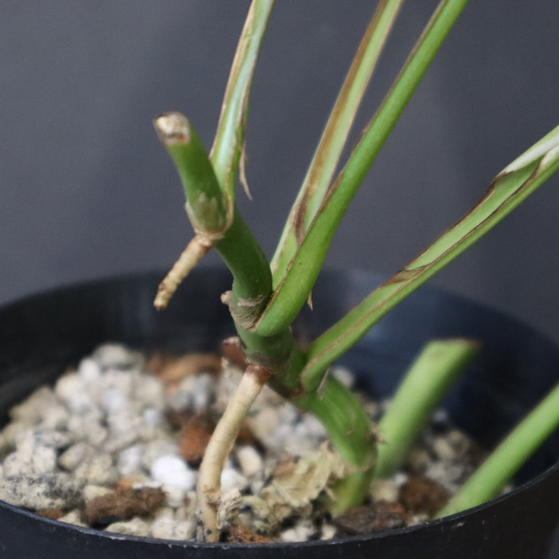 モンステラ　ラフィドフォラ　EC1183