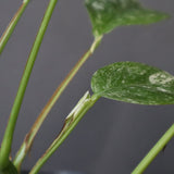 モンステラ　ラフィドフォラ　EC1183