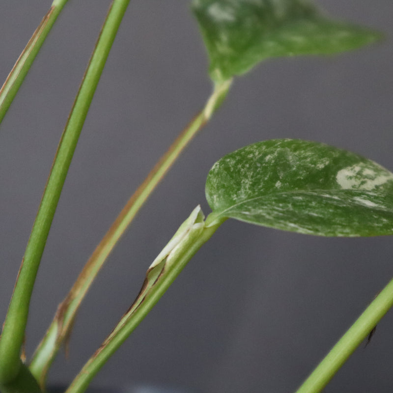 モンステラ　ラフィドフォラ　EC1183