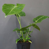 アンスリウム・ビーチーベイチーヴィーチ　EC1178