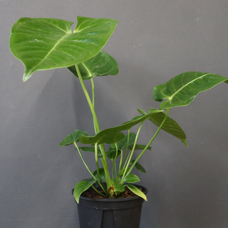 アンスリウム・ビーチーベイチーヴィーチ　EC1178