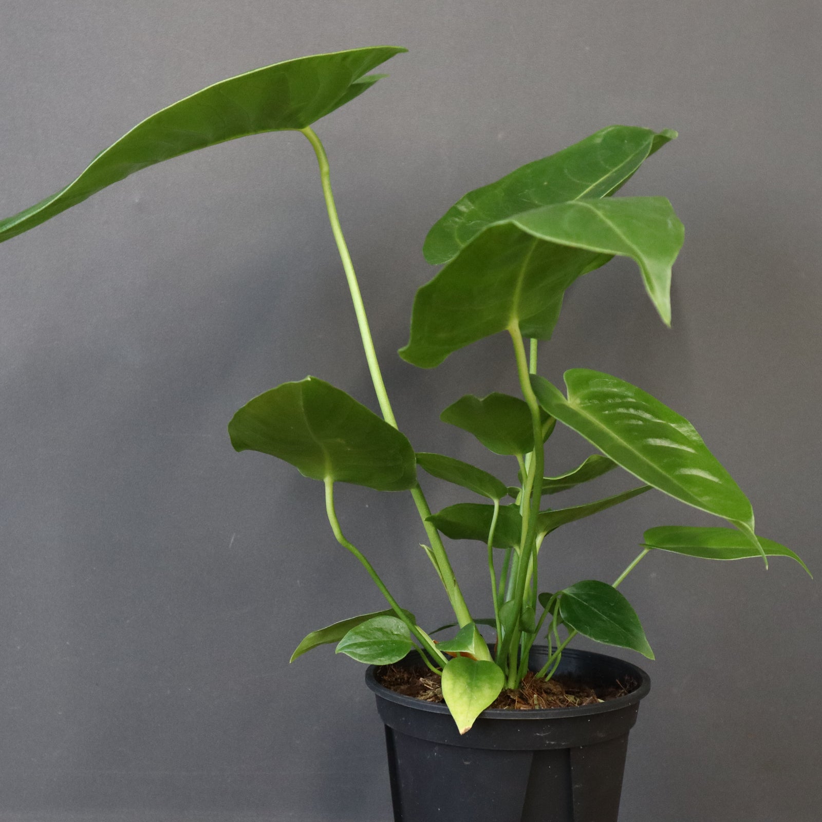 アンスリウム・ビーチーベイチーヴィーチ EC1178 – TaiShoDo ONLINE SHOP