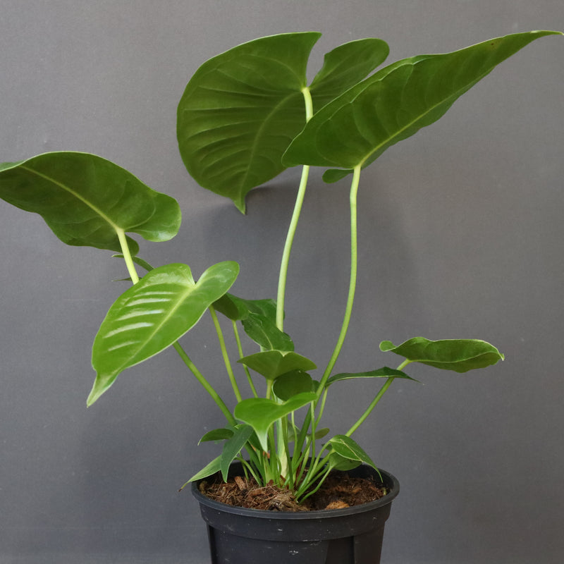 アンスリウム・ビーチーベイチーヴィーチ　EC1178