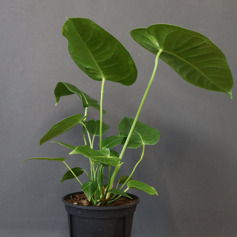 アンスリウム・ビーチーベイチーヴィーチ　EC1178