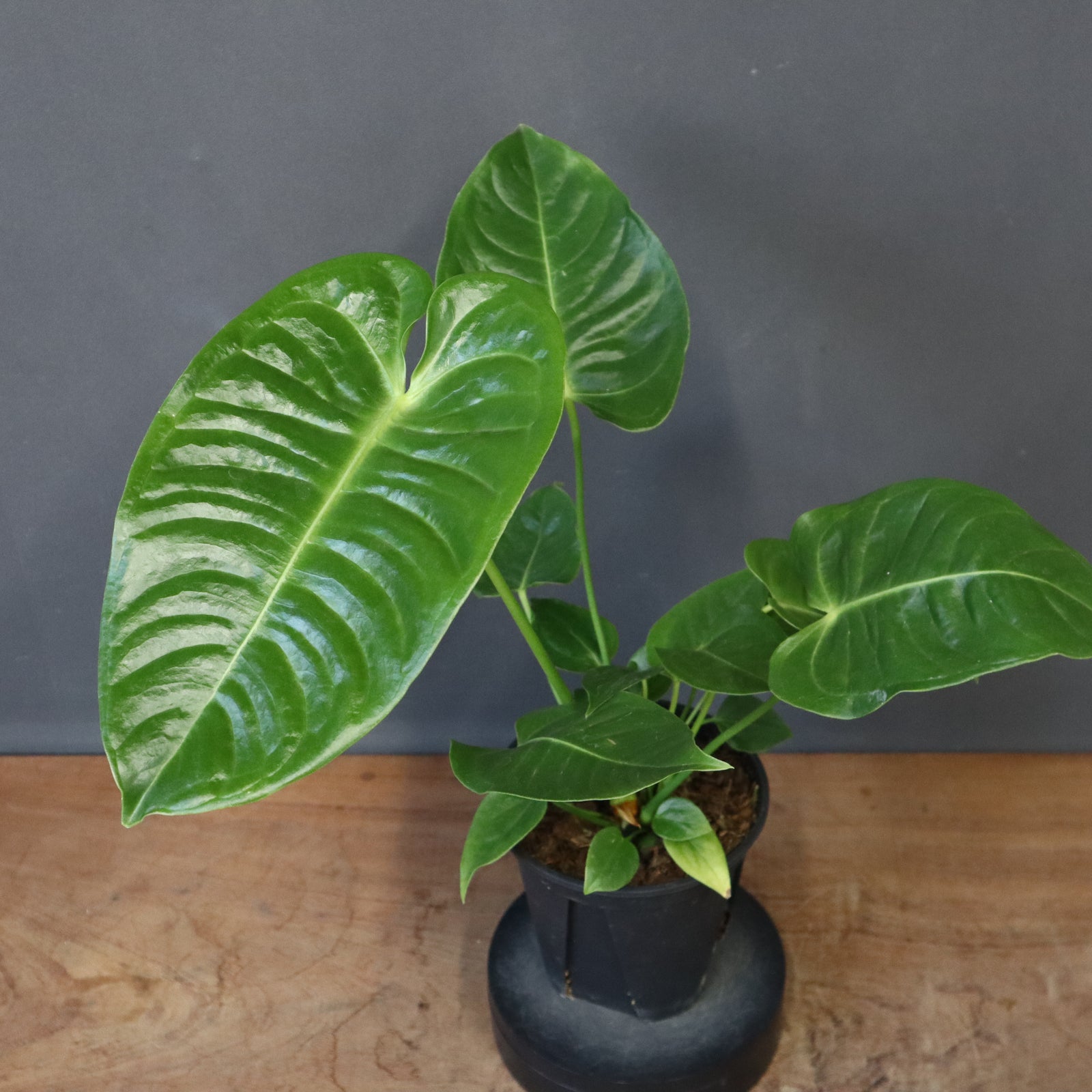 アンスリウム・ビーチーベイチーヴィーチ EC1178 – TaiShoDo ONLINE SHOP