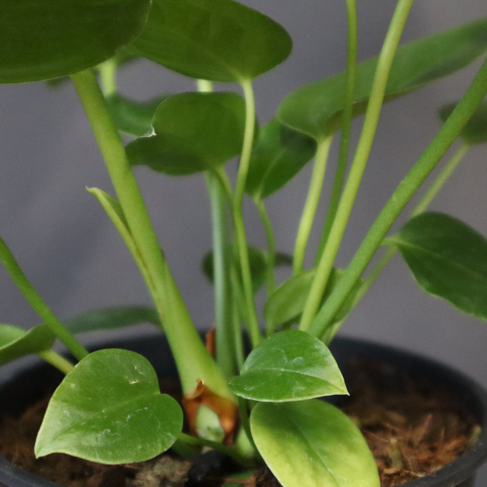 アンスリウム　ベイチー3株 250616 27 アンスリウム ベイチー3株 250616 27