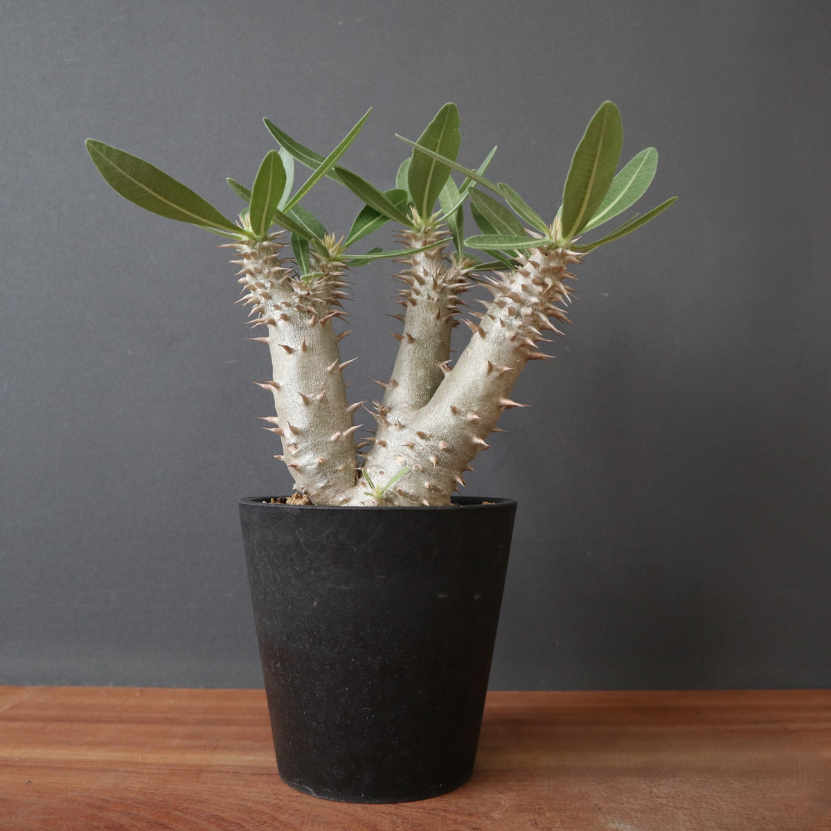 TaiShoDo ONLINE SHOP 塊根植物 多肉植物通販