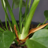 アンスリウム・ビーチーベイチーヴィーチ　EC1178