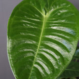 アンスリウム・ビーチーベイチーヴィーチ　EC1178