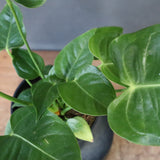 アンスリウム・ビーチーベイチーヴィーチ　EC1178