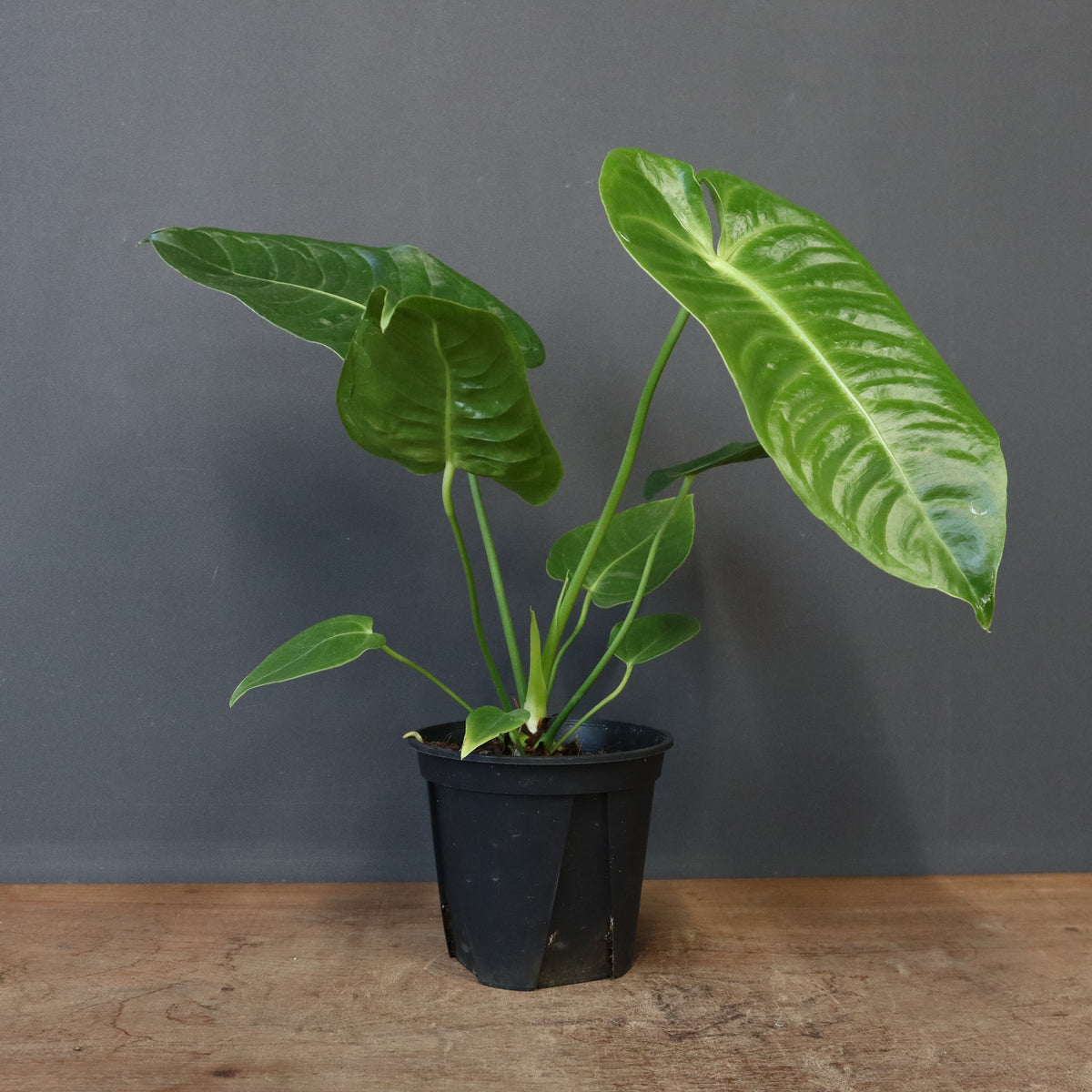 ピックアップ商品 – TaiShoDo ONLINE SHOP