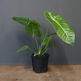 アンスリウム・ビーチーベイチーヴィーチ　EC1179