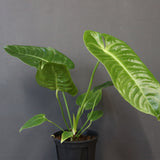 アンスリウム・ビーチーベイチーヴィーチ　EC1179