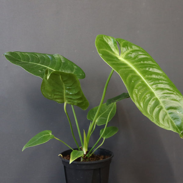 アンスリウム・ビーチーベイチーヴィーチ　EC1179