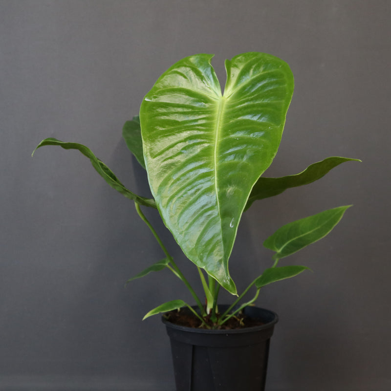 アンスリウム・ビーチーベイチーヴィーチ　EC1179