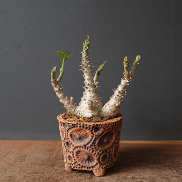 鉢 × 塊根植物 – TaiShoDo ONLINE SHOP