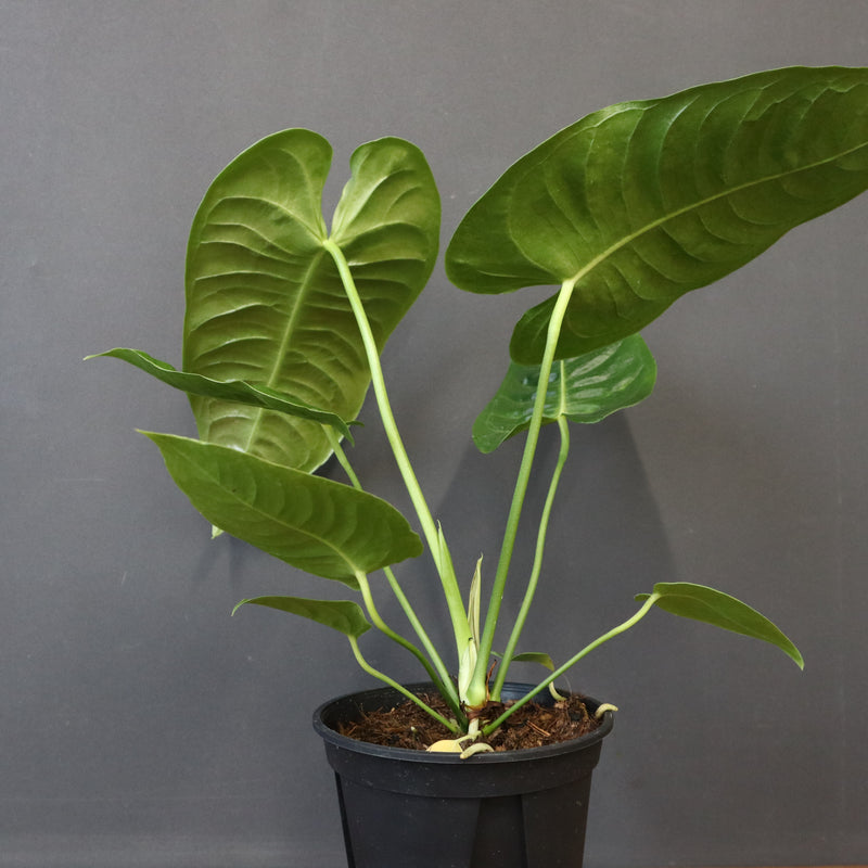 アンスリウム・ビーチーベイチーヴィーチ　EC1179