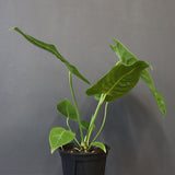 アンスリウム・ビーチーベイチーヴィーチ　EC1179