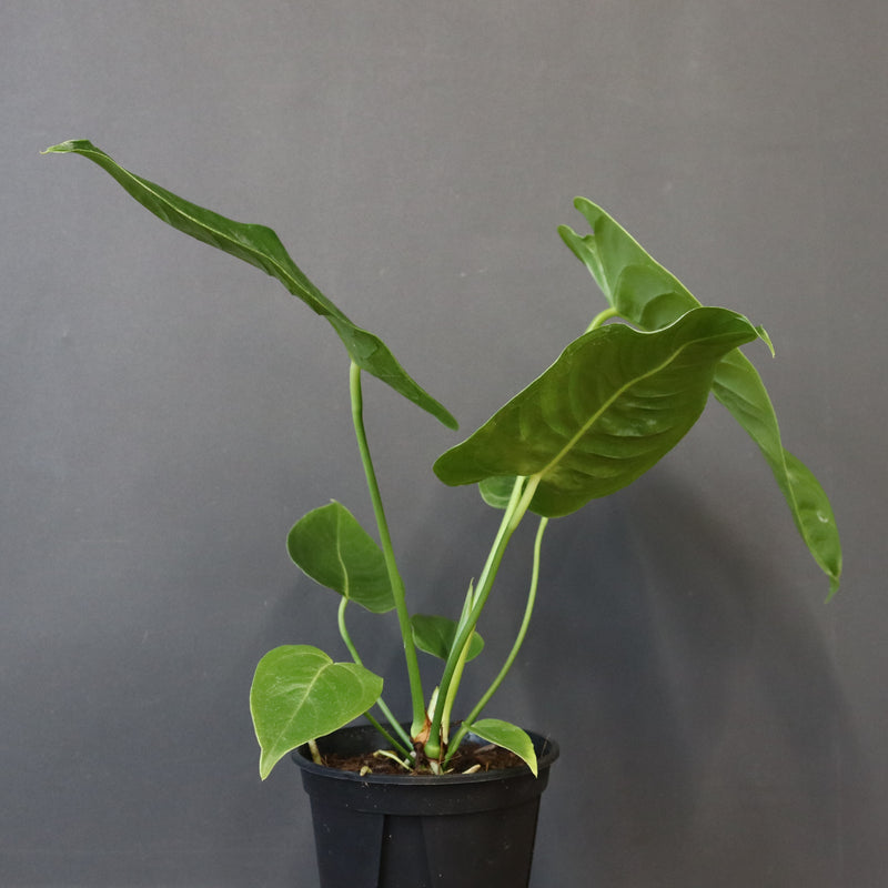 アンスリウム・ビーチーベイチーヴィーチ　EC1179