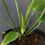 アンスリウム・ビーチーベイチーヴィーチ　EC1179