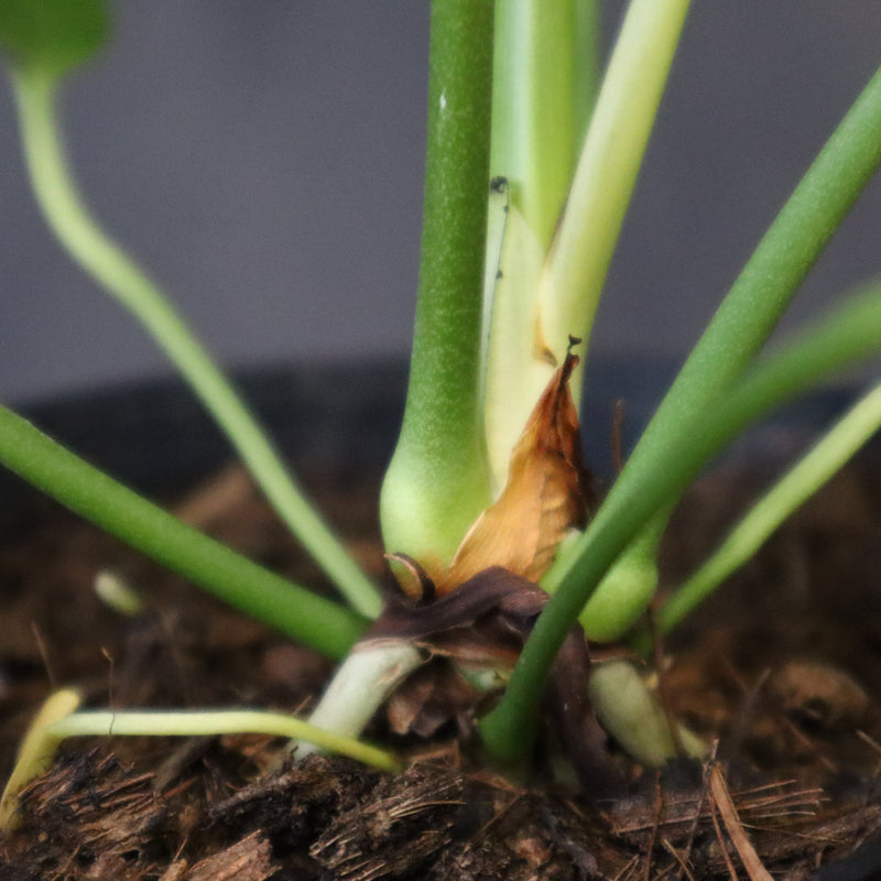 アンスリウム・ビーチーベイチーヴィーチ　EC1179