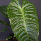 アンスリウム・ビーチーベイチーヴィーチ　EC1179