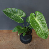 アンスリウム・ビーチーベイチーヴィーチ　EC1179