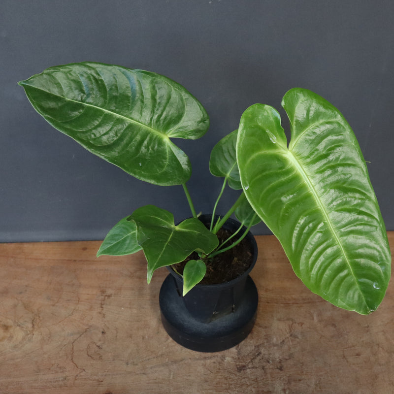 アンスリウム・ビーチーベイチーヴィーチ　EC1179