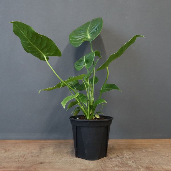 アンスリウム・ビーチーベイチーヴィーチ　EC1180