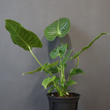 アンスリウム・ビーチーベイチーヴィーチ　EC1180