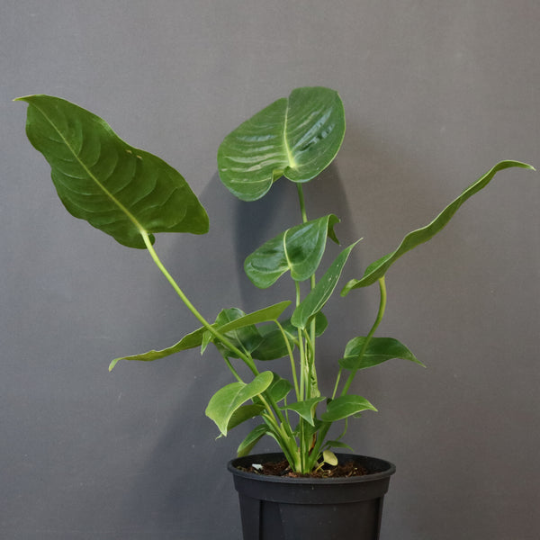 アンスリウム・ビーチーベイチーヴィーチ　EC1180