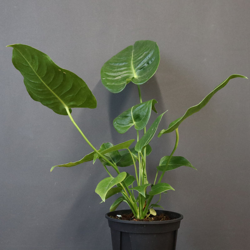 アンスリウム・ビーチーベイチーヴィーチ　EC1180