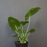 アンスリウム・ビーチーベイチーヴィーチ　EC1180