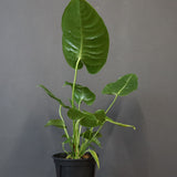 アンスリウム・ビーチーベイチーヴィーチ　EC1180