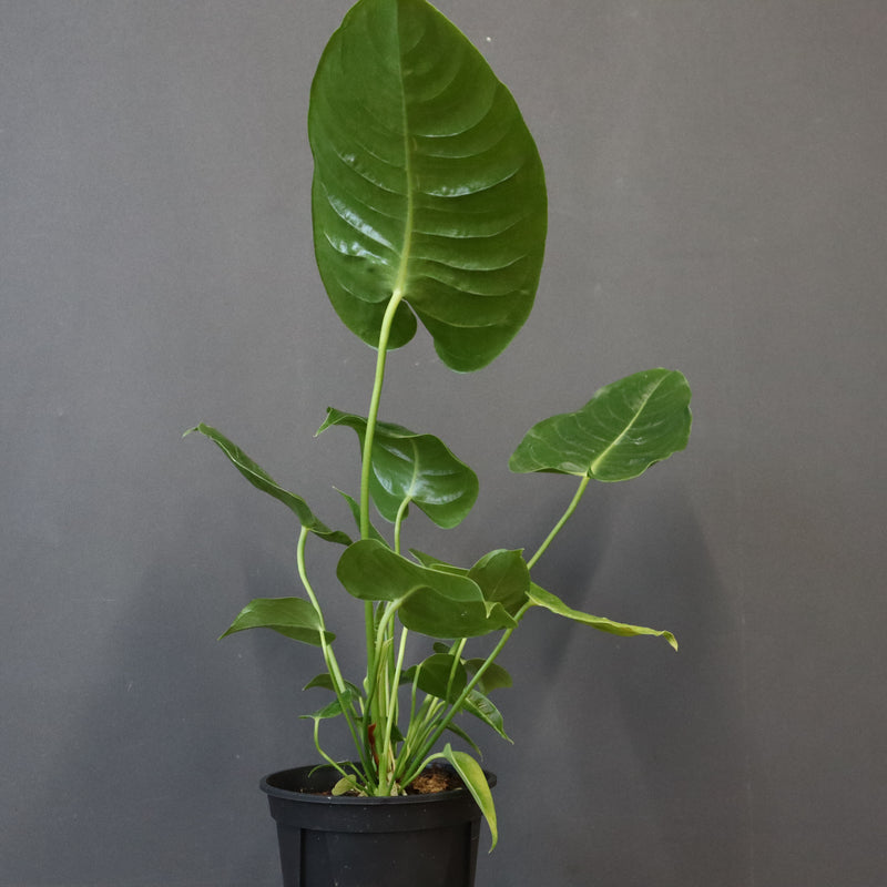 アンスリウム・ビーチーベイチーヴィーチ　EC1180