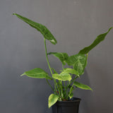 アンスリウム・ビーチーベイチーヴィーチ　EC1180