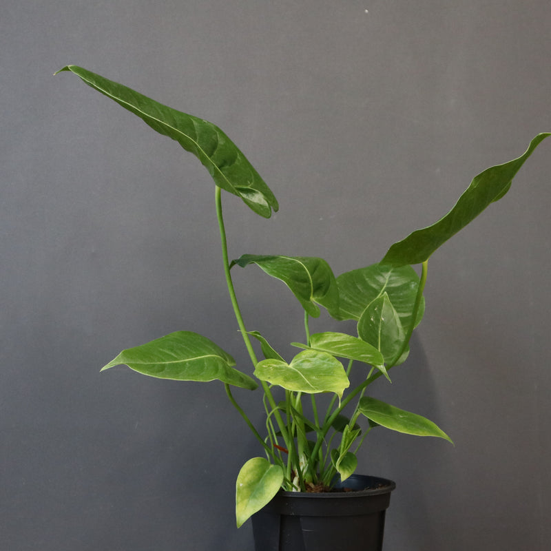 アンスリウム・ビーチーベイチーヴィーチ　EC1180