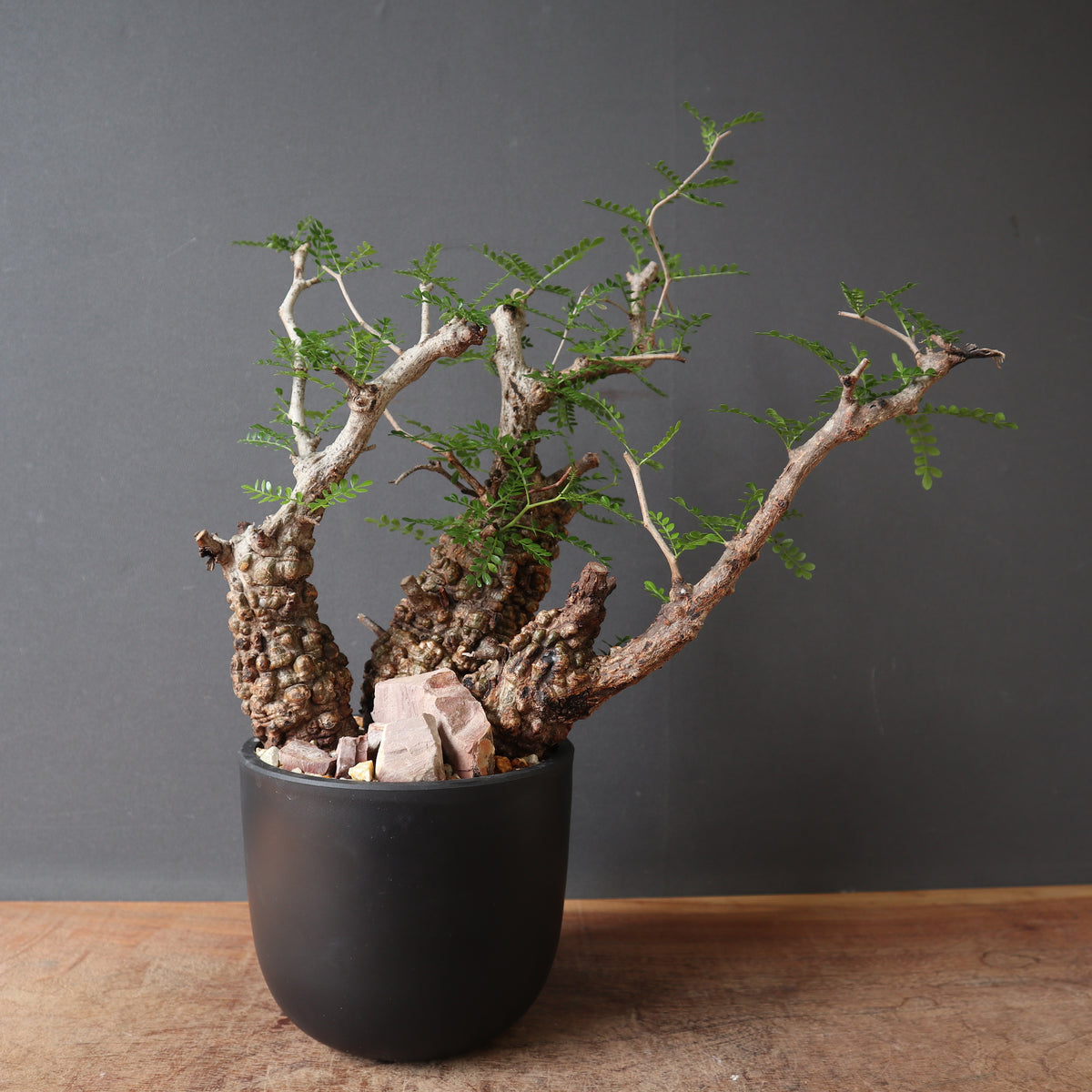 鉢 × 塊根植物 – TaiShoDo ONLINE SHOP