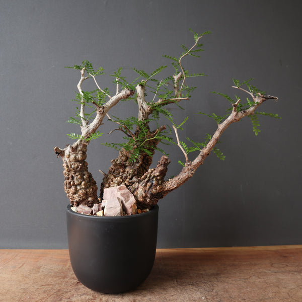 鉢 × 塊根植物 – TaiShoDo ONLINE SHOP