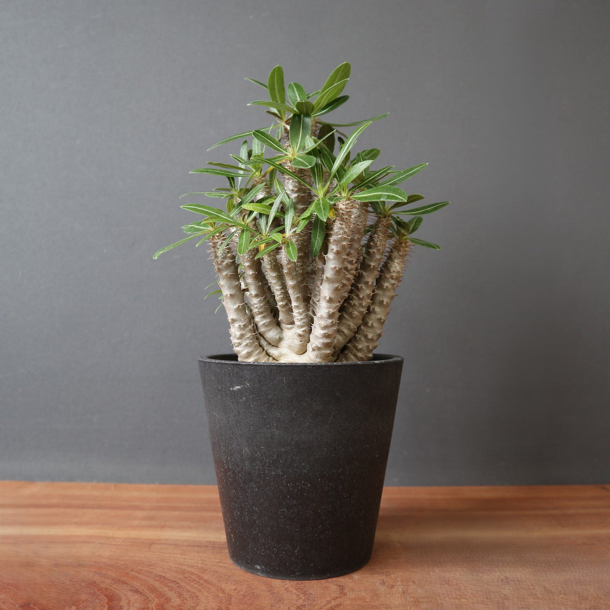 TaiShoDo ONLINE SHOP 塊根植物 多肉植物通販