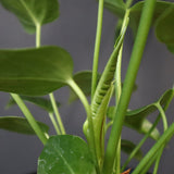 アンスリウム・ビーチーベイチーヴィーチ　EC1180